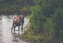 Wild photography session in island 1