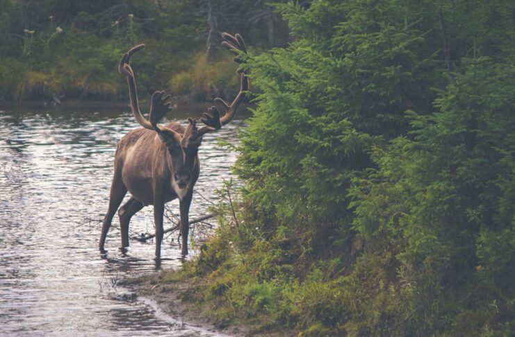 Wild photography session in island 1