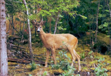 All of Earth’s forests sustain the most complex ecosystems 10