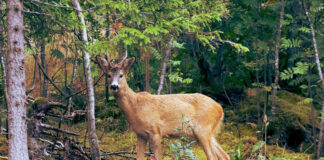All of Earth’s forests sustain the most complex ecosystems 10