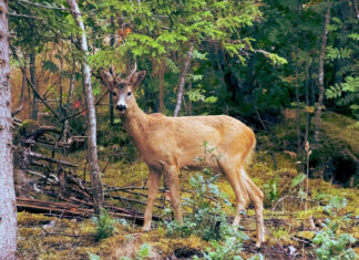 All of Earth’s forests sustain the most complex ecosystems 10