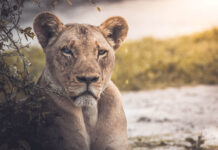 Tracking and living among lions in wild Kenya 2
