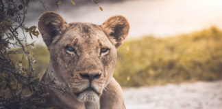 Tracking and living among lions in wild Kenya 2