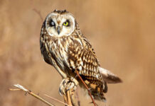 Discover Europe’s most rare and endangered bird species 3