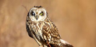 Discover Europe’s most rare and endangered bird species 3
