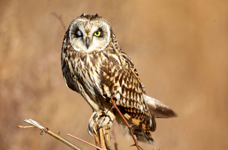 Discover Europe’s most rare and endangered bird species 3