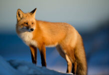 Northern Russia is home of the big wild siberian ecosystem 4