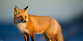 Northern Russia is home of the big wild siberian ecosystem 4