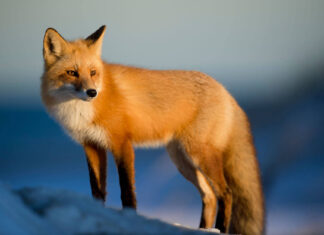 Northern Russia is home of the big wild siberian ecosystem 4