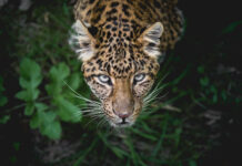 The amazonian wilderness one of the most unique in the world 5