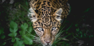 The amazonian wilderness one of the most unique in the world 5