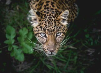 The amazonian wilderness one of the most unique in the world 5