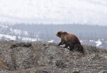 Last chance to meet the few of the carpathian brown bears 7