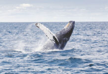 I found that oceans still hold the world’s biggest mysteries 8