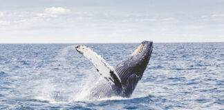 I found that oceans still hold the world’s biggest mysteries 8
