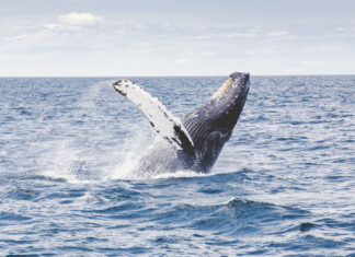 I found that oceans still hold the world’s biggest mysteries 8