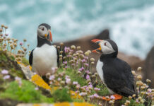 These exotic bird species caught me completely off guard 9