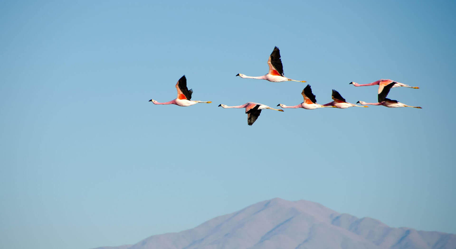 birds birds